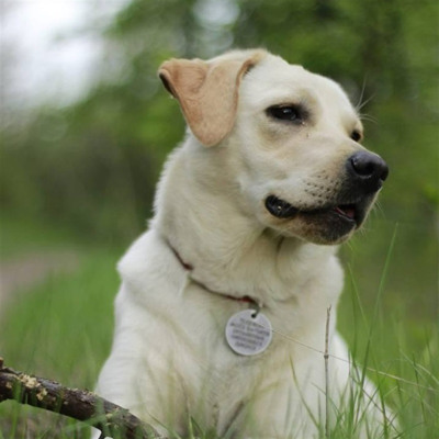 Бейлі 3 роки (сучка)