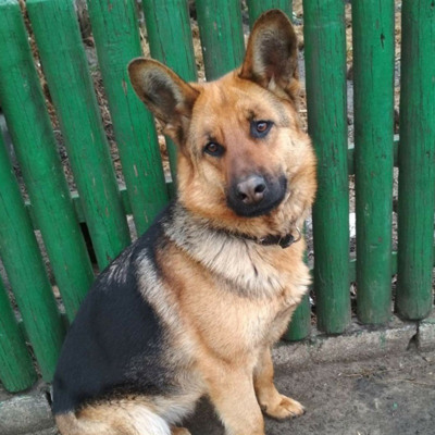 Ніка