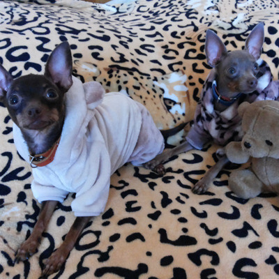 Лайза, 5 років та Ріца, 3 роки, м.Білопілля