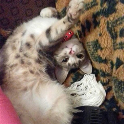 Грушка, 6 місяців, м.Білопілля