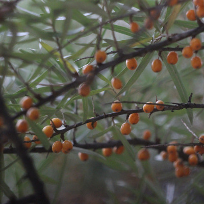 Фоторобота Дарії Скрипнюк