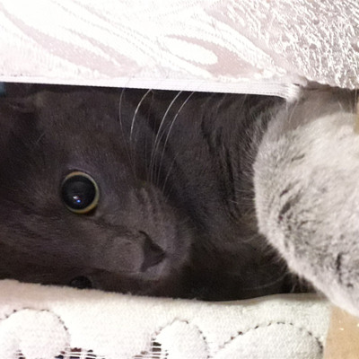 Бусинка — невероятная вредина