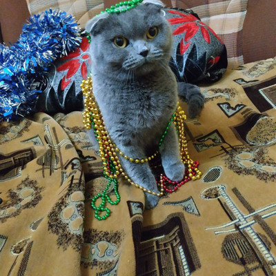 Кошка Эльза