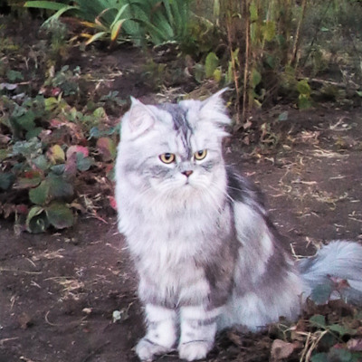 Знакомьтесь — это Миша