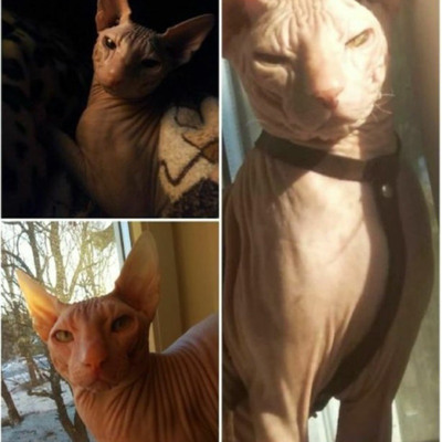 Привет! Мое имя — Велес