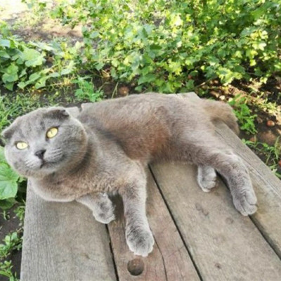 Кот Аркадий