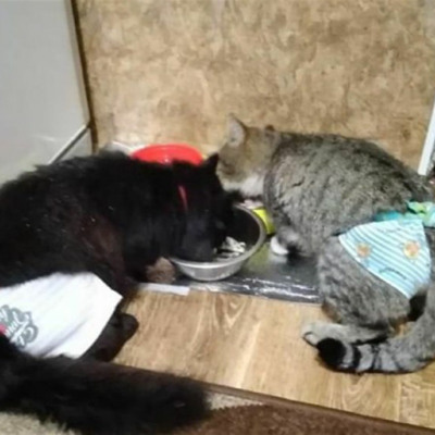 Пуля и Барсик