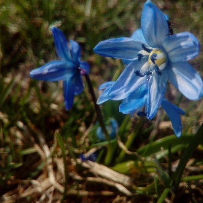 Валерія Храбан