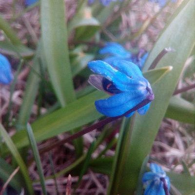 Валерія Храбан