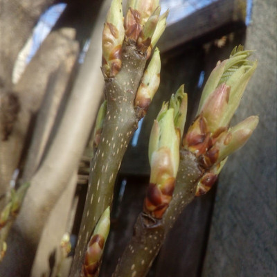 Валерія Храбан