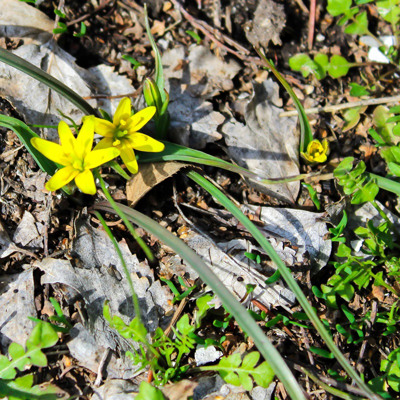 Дарина Грибенко