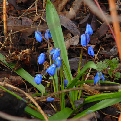 Софія Борова