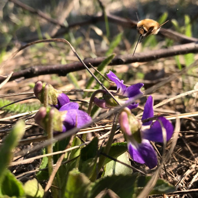 Дарія Старостенко