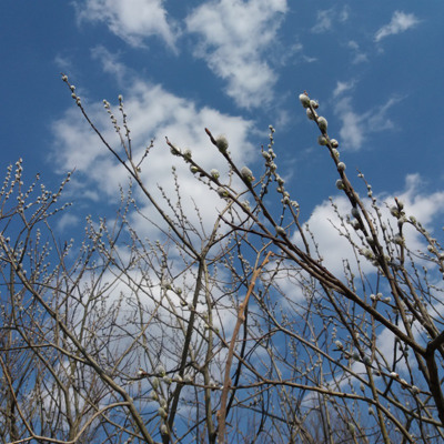 Дар'я Маляренко