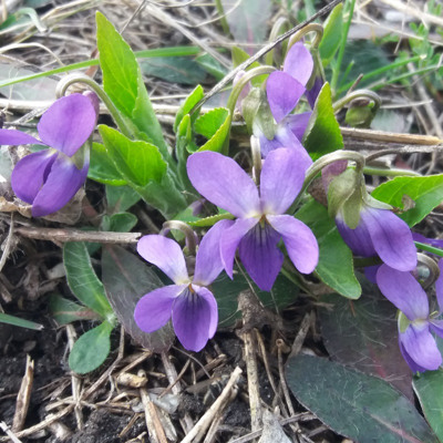 Дар'я Маляренко