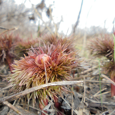 Ангеліна Бесєда