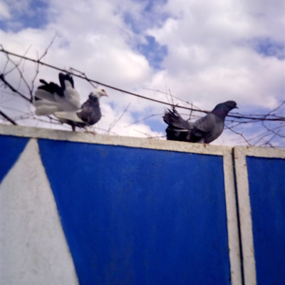 Ангеліна Бесєда