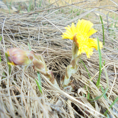 Ангеліна Бесєда