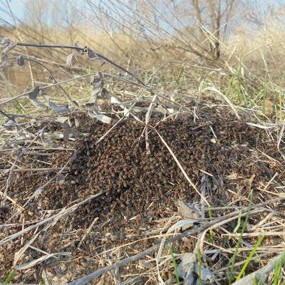 Євген Бойченко