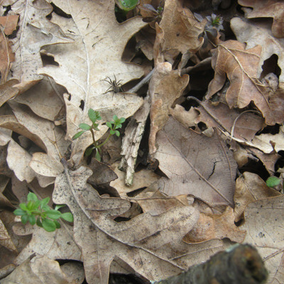 Діана Мазурова