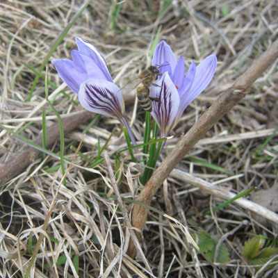 Діана Мазурова