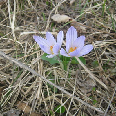 Діана Мазурова