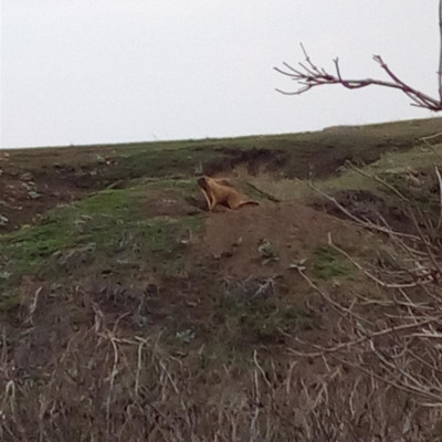 Аліна Павлюченко