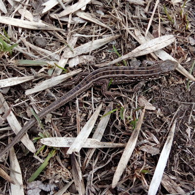 Аліна Павлюченко