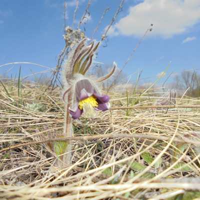 Тетяна Піхтерева