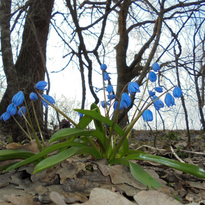 Тетяна Піхтерева