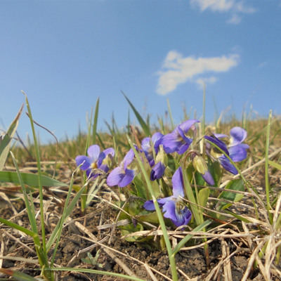 Тетяна Піхтерева