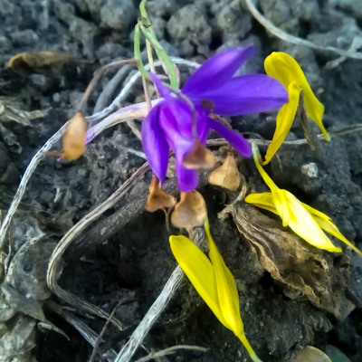 Варвара Кабаненко