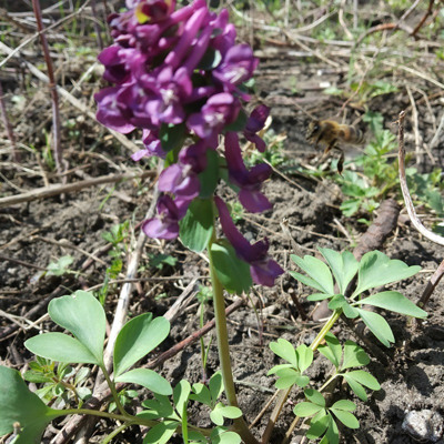 Вікторія Полтавська