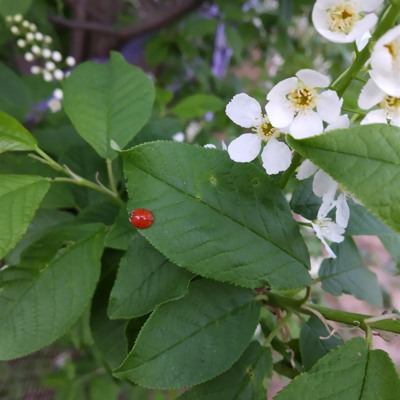 Вікторія Полтавська