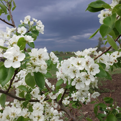Вікторія Полтавська