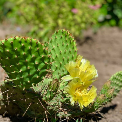 В Троїцькому цвіте кактус: оце і є літо
