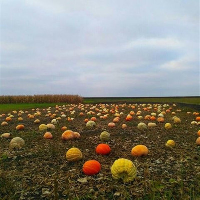 Тетяна Шаповал, м.Ворожба