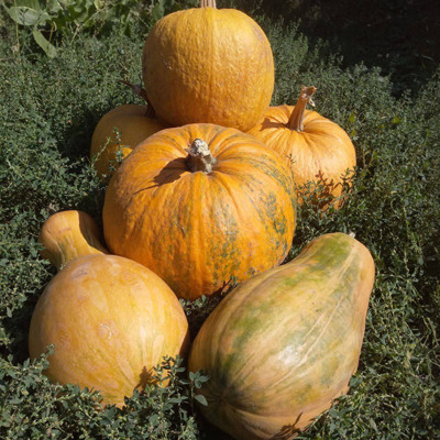 Наталія Плєтньова, м.Білопілля