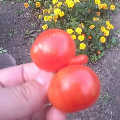 Юлія Футомська, м.Білопілля