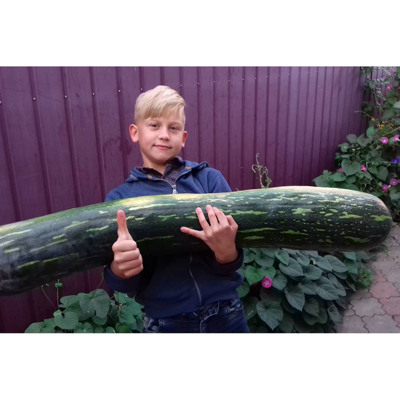 Станіслав Стребак, м.Білопілля