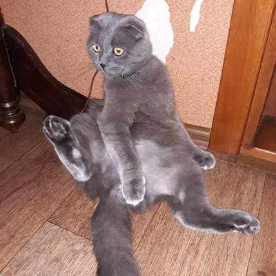 Чед, 3 роки, м.Білопілля