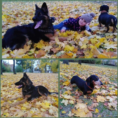 Такса Лаккі, 7 р., вівчарка Ялинка, 9 міс., м.Білопілля