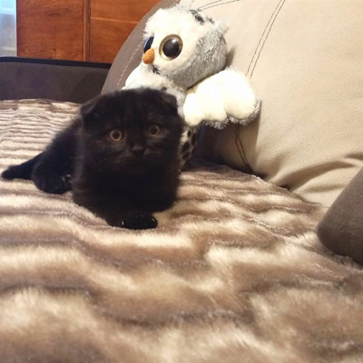 Кекс, 2,5 місяця, м.Білопілля