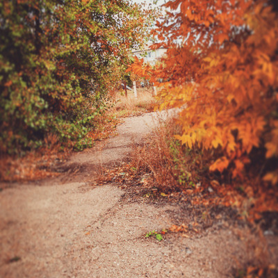 "В багрец и золото, одетые леса..."