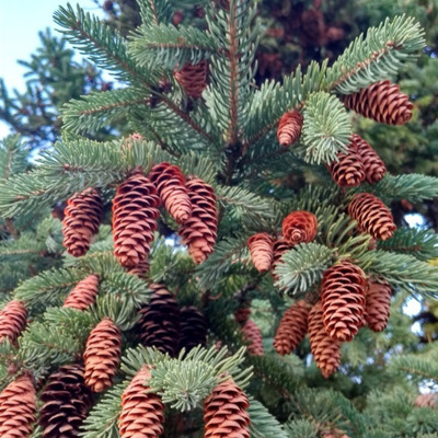 На шишки, урожайный год!