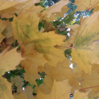 За мить до листопаду