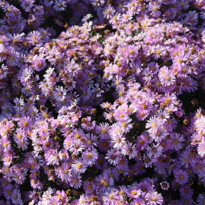 Засентябрило