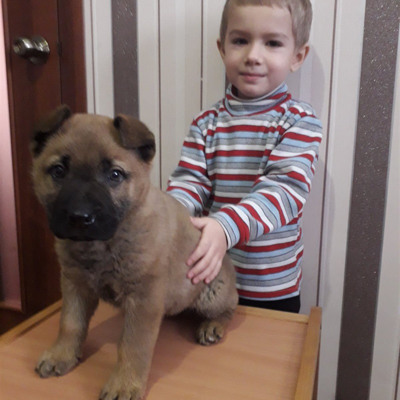 Захарчик Філімончук із Річардом (помісь шарпея і вівчарки)