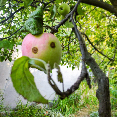 Ольга Щаслива.  ,,Погляд аррle"