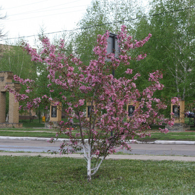 Рожевий кущ буяє на Проспекті Перемоги